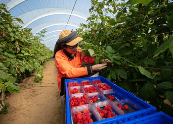 Food and Agribusiness: A man is in a greenhouse, and he is crouched plucking raspberries from the vine.